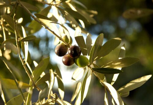 Olio monocultivar